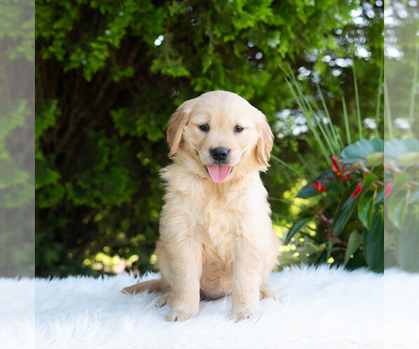 Medium Photo #4 Golden Retriever Puppy For Sale in NEWPORT, PA, USA