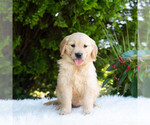 Small #3 Golden Retriever