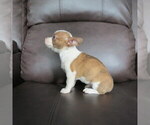 Small #2 Chihuahua