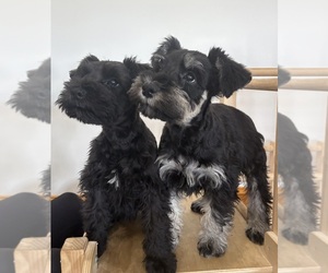 Schnauzer (Miniature) Puppy for sale in CATSKILL, NY, USA