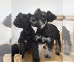 Small Schnauzer (Miniature)