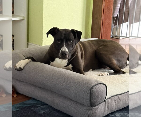 Medium Photo #8 Great Dane-Unknown Mix Puppy For Sale in Minneapolis, MN, USA