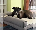 Small #7 Great Dane Mix