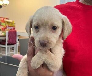 Labrador Retriever Puppy for sale in RIVERVIEW, FL, USA