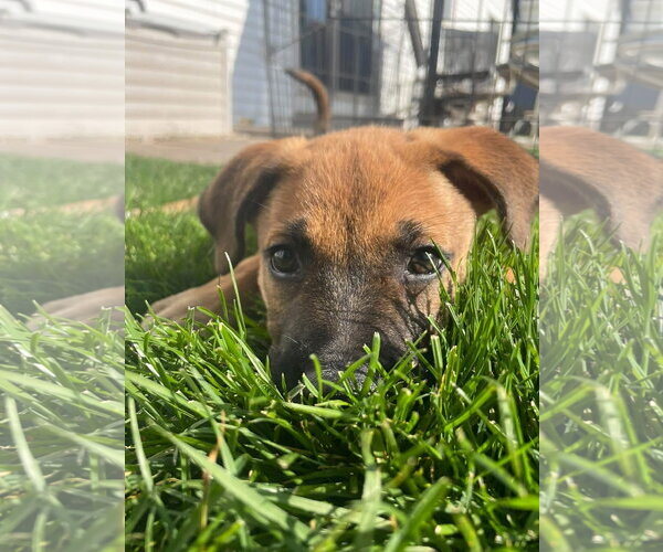 Medium Photo #1 Mutt Puppy For Sale in New London, WI, USA
