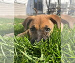 Nobie - Female Mutt Dog for Adoption - Small photo