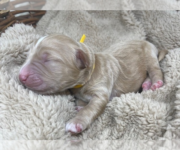Medium Photo #37 Goldendoodle Puppy For Sale in PIERSON, FL, USA