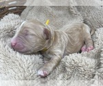 Small Photo #37 Goldendoodle Puppy For Sale in PIERSON, FL, USA