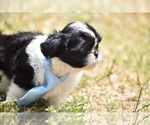Small Photo #3 Shih Tzu Puppy For Sale in PALM COAST, FL, USA