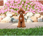 Small #3 Poodle (Miniature)