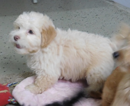Medium Photo #1 Goldendoodle-Poodle (Miniature) Mix Puppy For Sale in MIDDLEBURY, IN, USA