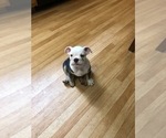 Small Photo #3 English Bulldog Puppy For Sale in POWERSITE, MO, USA