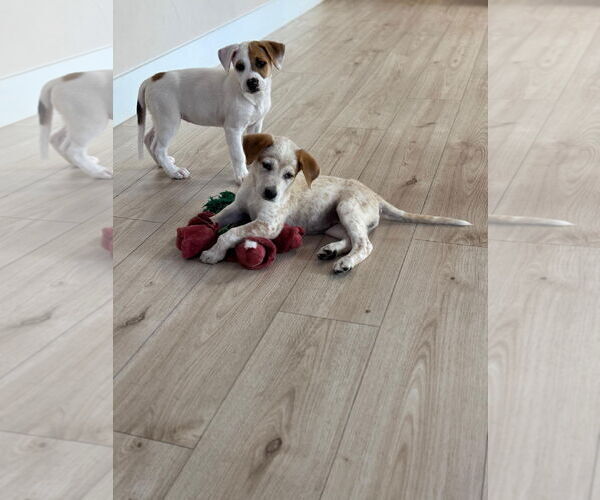 Medium Photo #4 Mutt Puppy For Sale in miami, FL, USA