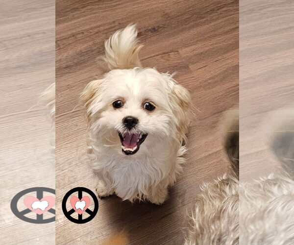 Medium Photo #1 Shih Tzu Puppy For Sale in Lebanon, PA, USA