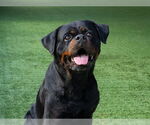 Small #1 Rottweiler