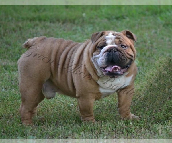 Medium Photo #1 English Bulldog Puppy For Sale in OOLOGAH, OK, USA