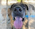 Small Photo #5 Boxer-Mastiff Mix Puppy For Sale in Hollister, CA, USA