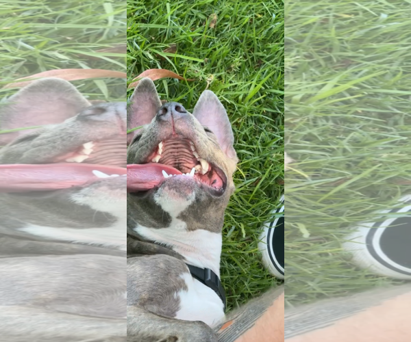 Medium Photo #3 American Pit Bull Terrier-American Staffordshire Terrier Mix Puppy For Sale in Lake Elsinore, CA, USA