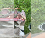 Small #2 American Pit Bull Terrier-American Staffordshire Terrier Mix