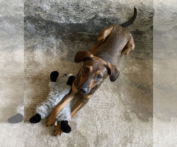 Medium Photo #1 Dachshund-Unknown Mix Puppy For Sale in Grovertown, IN, USA