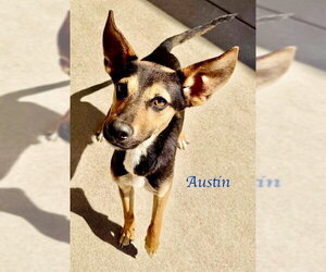 German Shepherd Dog-Unknown Mix Dogs for adoption in Sacramento, CA, USA