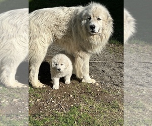 Father of the Great Pyrenees-Maremma Sheepdog Mix puppies born on 02/23/2023