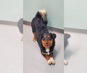 Mutt Dogs for adoption in Lake City, MI, USA