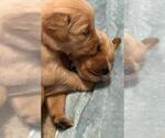 Small Photo #6 Golden Retriever Puppy For Sale in JACKSONVILLE, NC, USA