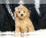 Small Photo #2 Poodle (Toy) Puppy For Sale in WARSAW, IN, USA