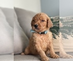 Small Photo #6 Goldendoodle Puppy For Sale in VALLEJO, CA, USA