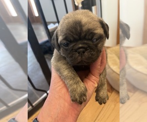 Pug Puppy for sale in WINDSOR HEIGHTS, IA, USA