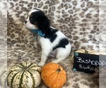 Small #2 Cavalier King Charles Spaniel