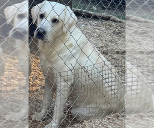 Mother of the Labrador Retriever puppies born on 02/21/2025