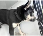 Small Siberian Husky Mix