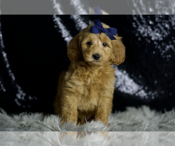 Medium Photo #2 Goldendoodle (Miniature) Puppy For Sale in WARSAW, IN, USA