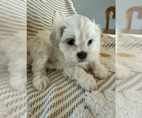 Medium Photo #16 Poodle (Miniature)-Zuchon Mix Puppy For Sale in HTFD, CT, USA