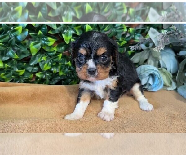 Medium Photo #1 Cavapoo (Miniature) Puppy For Sale in PEMBROKE PINES, FL, USA