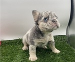 Puppy Puppy 1 French Bulldog