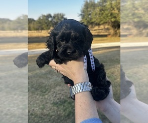 Cock-A-Poo Puppy for sale in STEPHENVILLE, TX, USA