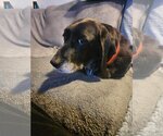 Small Photo #7 Basset Hound-Labrador Retriever Mix Puppy For Sale in Brookville, OH, USA
