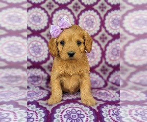 Cock-A-Poo Puppy for sale in PEACH BOTTOM, PA, USA