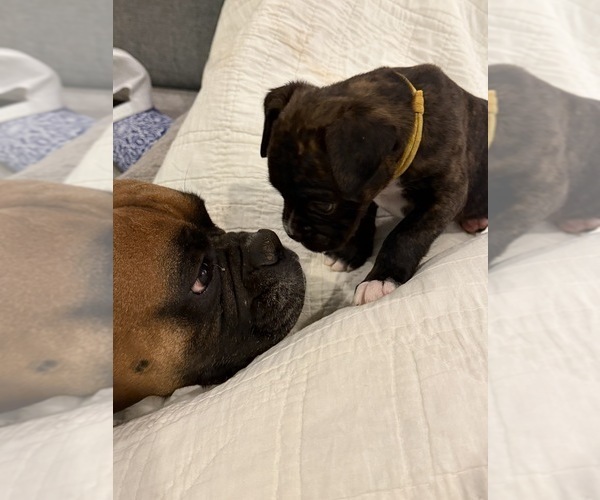 Medium Photo #14 Boxer Puppy For Sale in BRUSH CREEK, TN, USA