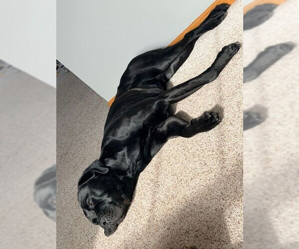 Medium Photo #10 Mutt Puppy For Sale in Belleville, MI, USA