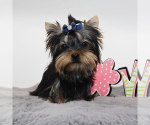 Yorkshire Terrier Puppy for sale in LOS ANGELES, CA, USA
