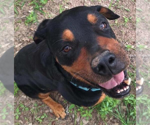 Medium Photo #2 Rottweiler Puppy For Sale in San Antonio, TX, USA