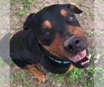Small #1 Rottweiler