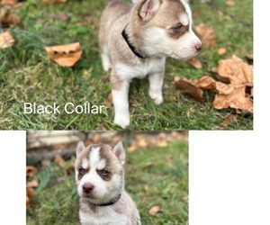 Siberian Husky Puppy for sale in WAYNESBORO, VA, USA