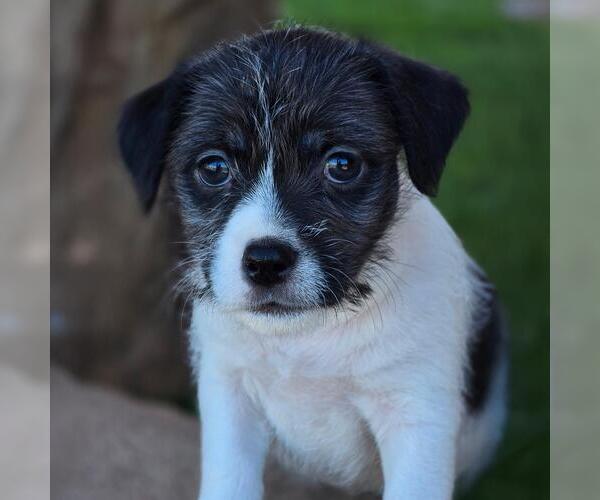 Medium Photo #2 Mutt Puppy For Sale in San Diego, CA, USA