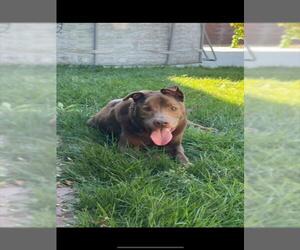 *ROBERT - Male Labrador Retriever-Unknown Mix Dog for Adoption - Photo #2