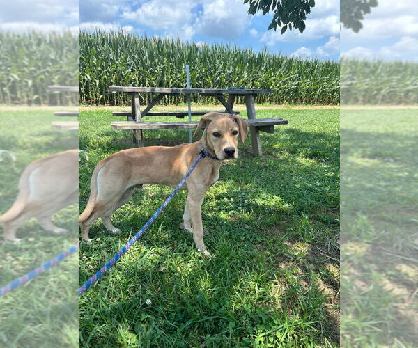 Medium Photo #4 American Pit Bull Terrier-Labrador Retriever Mix Puppy For Sale in Evansville, IN, USA